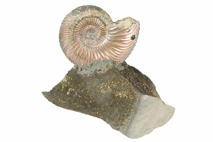 Iridescent, Pyritized Ammonite (Quenstedticeras) Fossil Display #193228